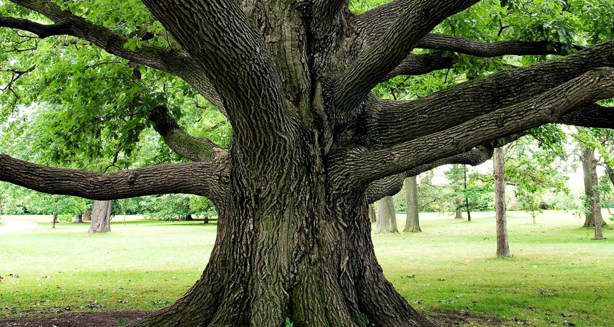 TU B’SHEVAT—Trees Enhance Our Lives