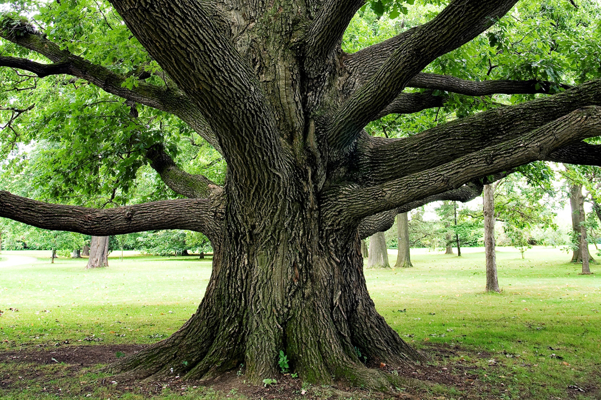 TU B'SHEVAT—Trees Enhance Our Lives - Values & Ethics—Through a Jewish Lens